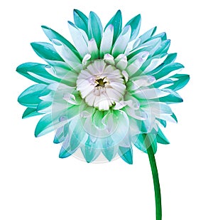 Turquoise dahlia. Flower on a white isolated background with clipping path. For design. Closeup