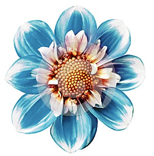 Turquoise dahlia. Flower on a white isolated background with clipping path. For design. Closeup.