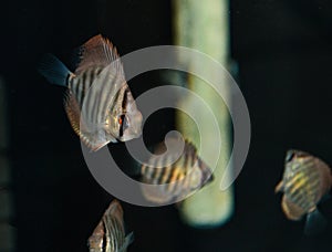 Turquoise Discus swimming in freshwater aquarium.