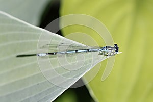 A turquoise dragon-fly on a green leave