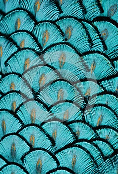 Turquoise Feathers