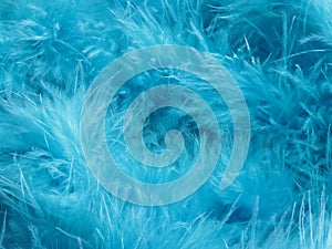 Turquoise feathers background - stock photo