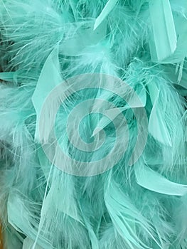 Turquoise Feathers for Texture Background