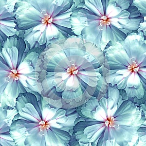 Turquoise floral background. Close-up. Nature.