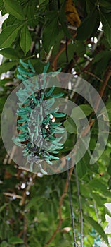 Turquoise flower buds on a Jade Vine, Strongylodon macrobotrys photo