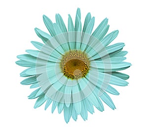 Turquoise flower chamomile on a white isolated background with clipping path. Closeup no shadows. Garden flower.