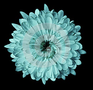 Turquoise flower chrysanthemum, garden flower, black isolated background with clipping path. Closeup. no shadows. green centre.