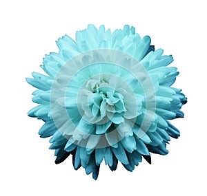 Turquoise flower chrysanthemum. garden flower. white isolated background with clipping path. Closeup. no shadows.