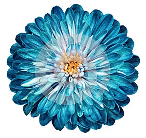 Turquoise flower chrysanthemum, garden flower, white isolated background with clipping path. Closeup. no shadows. centre.