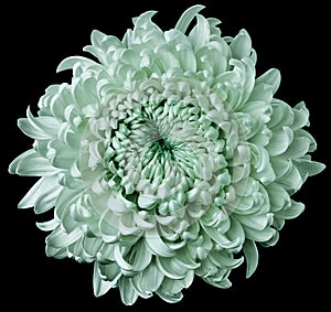 Turquoise flower chrysanthemum isolated on black background. For design. Clearer focus. Closeup.