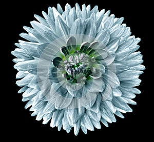 Turquoise flower dahlia. Flower isolated on black background. For design. Closeup. Clearer focus.
