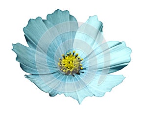 Turquoise flower daisy white isolated background with clipping path. No shadows. Closeup.