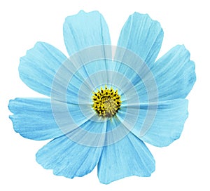 Turquoise flower Kosmeja white isolated background with clipping path. No shadows. Closeup.