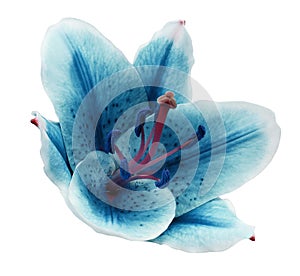 Turquoise flower lily on a white isolated background with clipping path. Closeup. no shadows. For design