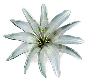 Turquoise flower lily on a white isolated background with clipping path no shadows. Closeup.