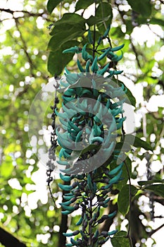 Turquoise flowers on a Jade Vine, Strongylodon macrobotrys, in a rainforest in Hawaii