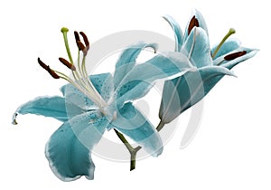 Turquoise flowers lily on white isolated background with clipping path no shadows. Closeup.