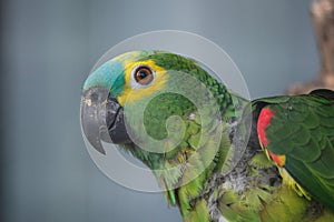 Turquoise-fronted amazon Amazona aestiva