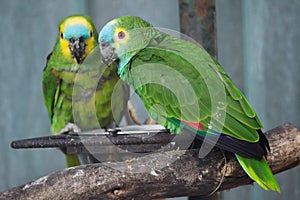 Turquoise-fronted amazon Amazona aestiva