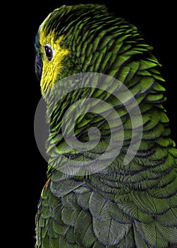 Turquoise-fronted Amazon Feathers