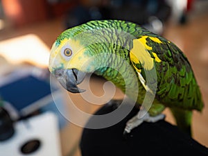 Turquoise-fronted amazon parrot. Cute green friendly pet bird sitting on knee of its owner.