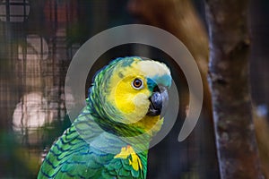 Turquoise-fronted amazon parrot photo