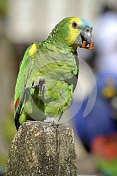 Turquoise-fronted amazon perched