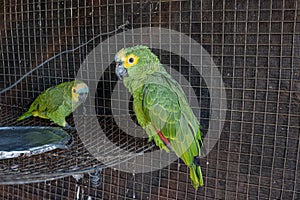 Turquoise fronted Parrot rescued recovering for free reintroduction