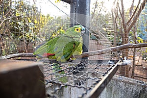 Turchese cassa con visibile pappagallo salvato recupero gratuito 
