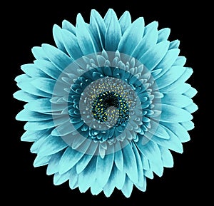 Turquoise gerbera flower on the black isolated background with clipping path. Closeup. For design.