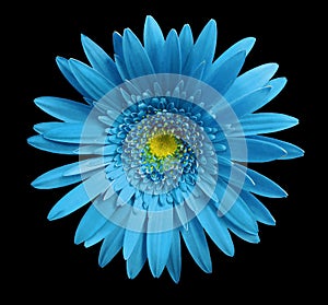 flower Turquoise gerbera on black isolated background with clipping path. Closeup. no shadows. For design.