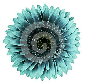 Turquoise gerbera flower, white isolated background with clipping path.   Closeup.  no shadows.  For design.