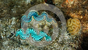 Turquoise Giant Clams in the Coral Reef, Red Sea