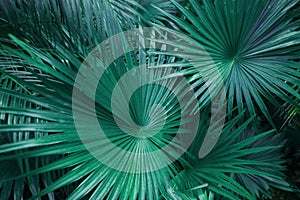 Turquoise green palm leafs on tropical country shoot