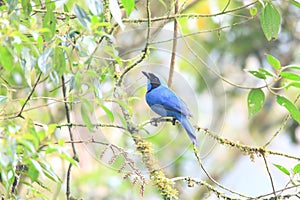 Turquoise Jay