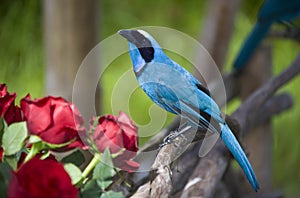 Turquoise Jay Cyanolyca turcosa in the cloud forest in Ecuador