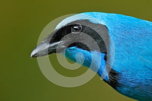 Turquoise jay, Cyanolyca turcosa, detail portrait of beautiful blue bird from tropic forest, Guango, Ecuador. Close-up bill