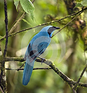 Turquoise Jay - Mindo Cloud Forest - Ecuador