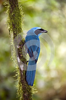 Turquoise Jay - Mindo Cloud Forest - Ecuador