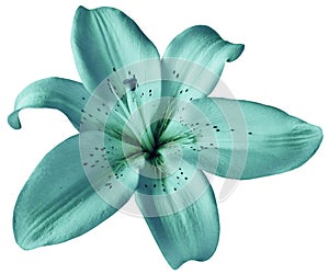 Turquoise lily flower on isolated white background with clipping path. Closeup. no shadows.