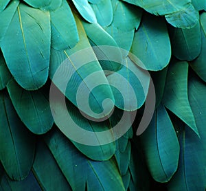 Turquoise Macaw Feathers