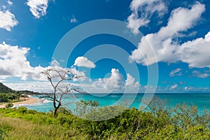 Turquoise ocean and green shrubs at a viewpoint on the coastline of the Caribbean island Antigua