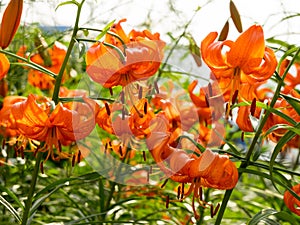 Turquoise orange lilies bloom in the front garden on a sunny summer day