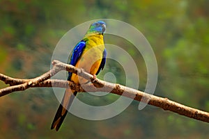 Turquoise parrot, Neophema pulchella, beautiful blue bird from Eastern Australia. PArrot in the nature habitat, sitting on the bra