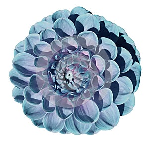 Turquoise-pink dahlia flower, white isolated background with clipping path. Closeup. no shadows. For design.