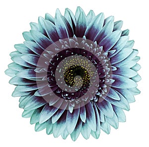 Turquoise-purple gerbera flower, white isolated background with clipping path.   Closeup.  no shadows.  For design.