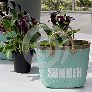 Turquoise raffia bag as flower pot for wine-red callas photo