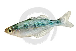 Turquoise Rainbow fish Melanotaenia lacustris Blue Rainbowfish