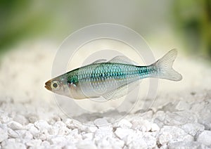 Turquoise Rainbow fish Melanotaenia lacustris Blue Rainbowfish