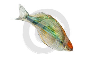 Turquoise Rainbowfish Aquarium Fish Lake Kutubu rainbowfish Melanotaenia lacustris